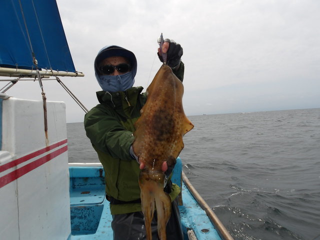 神奈川県で釣れたアオリイカの最新釣果、釣り情報【2026年6月】