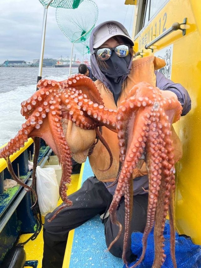 マダコ