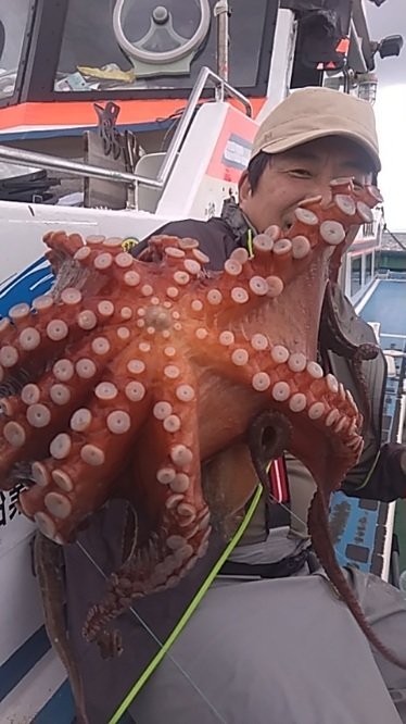マダコ