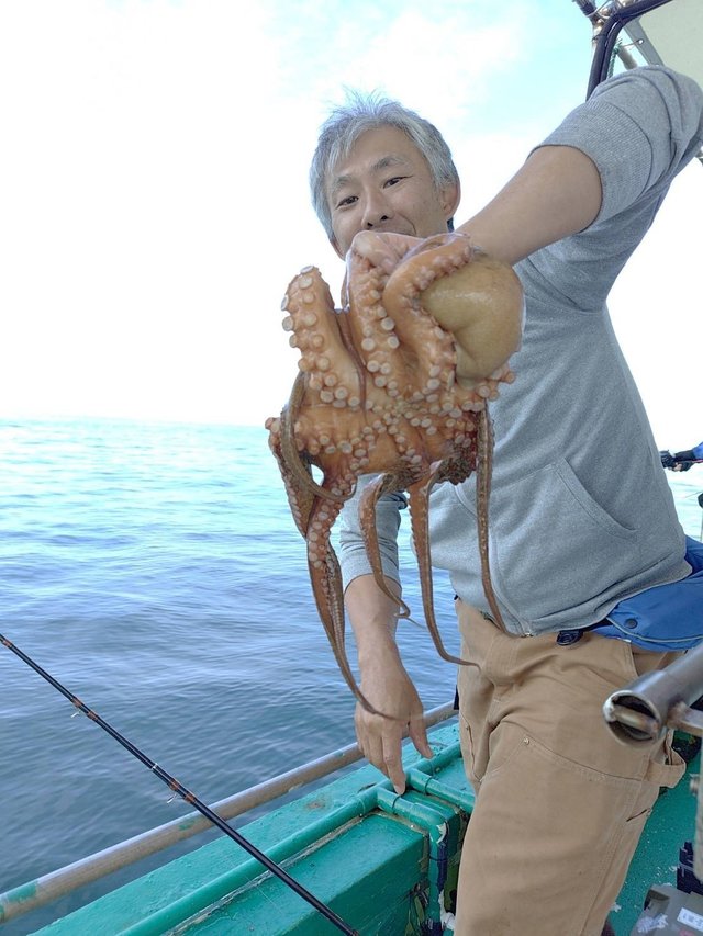 マダコ