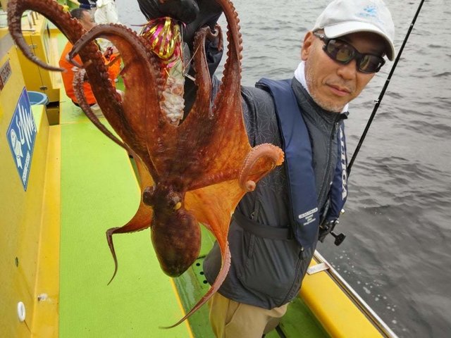 マダコ