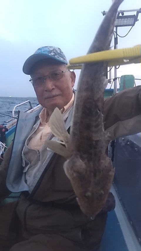 マゴチ