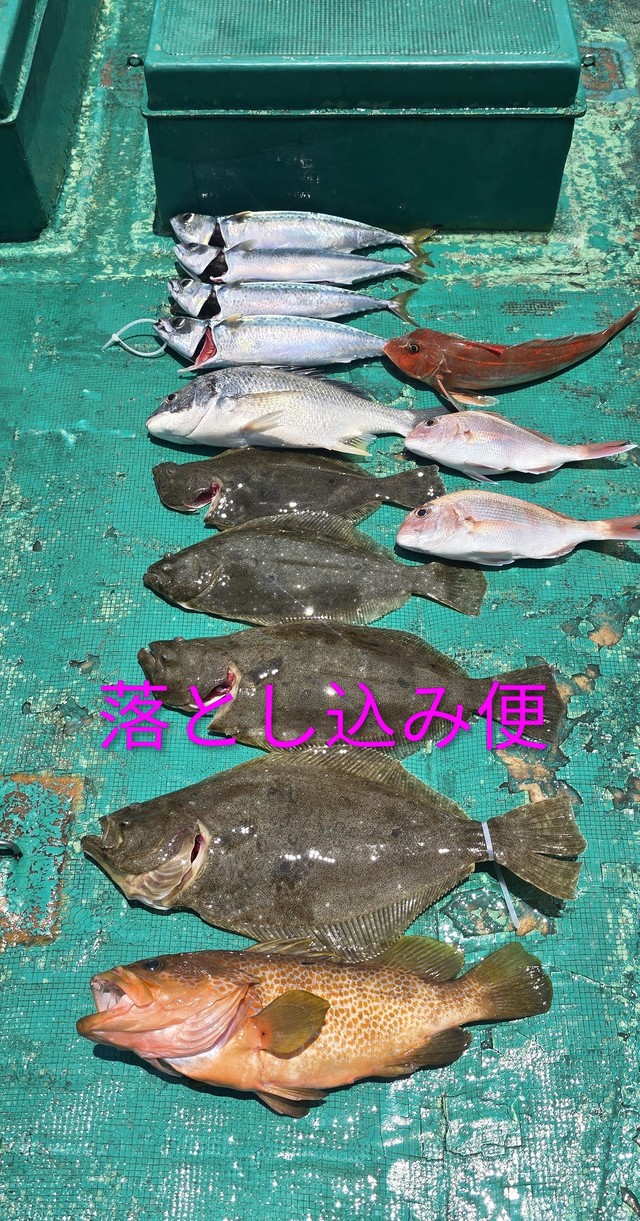 アコウ(キジハタ)・ヒラメ