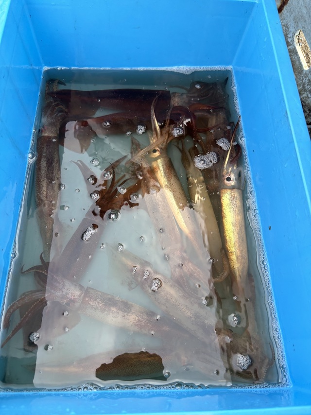 スルメイカ