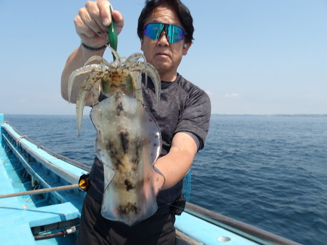アオリイカ