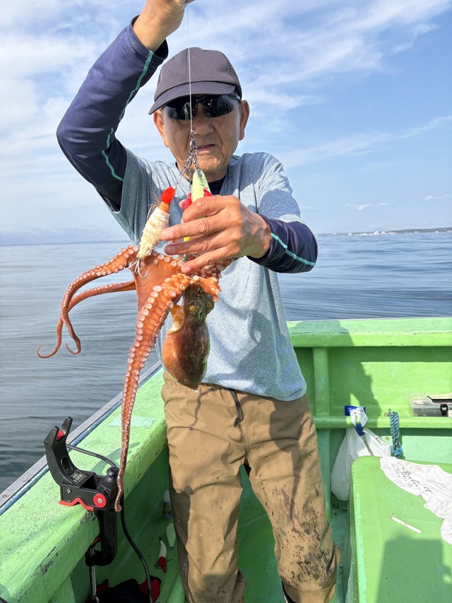 マダコ