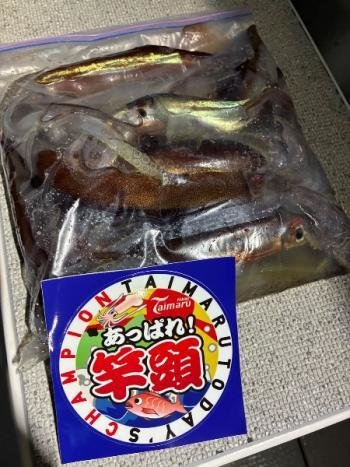 スルメイカ・マイカ(ケンサキイカ)