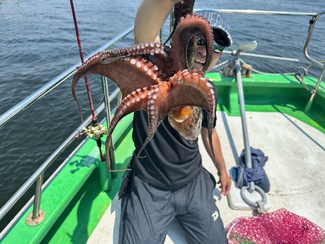 マダコ