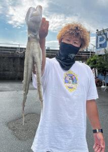 マダコ