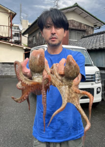 マダコ