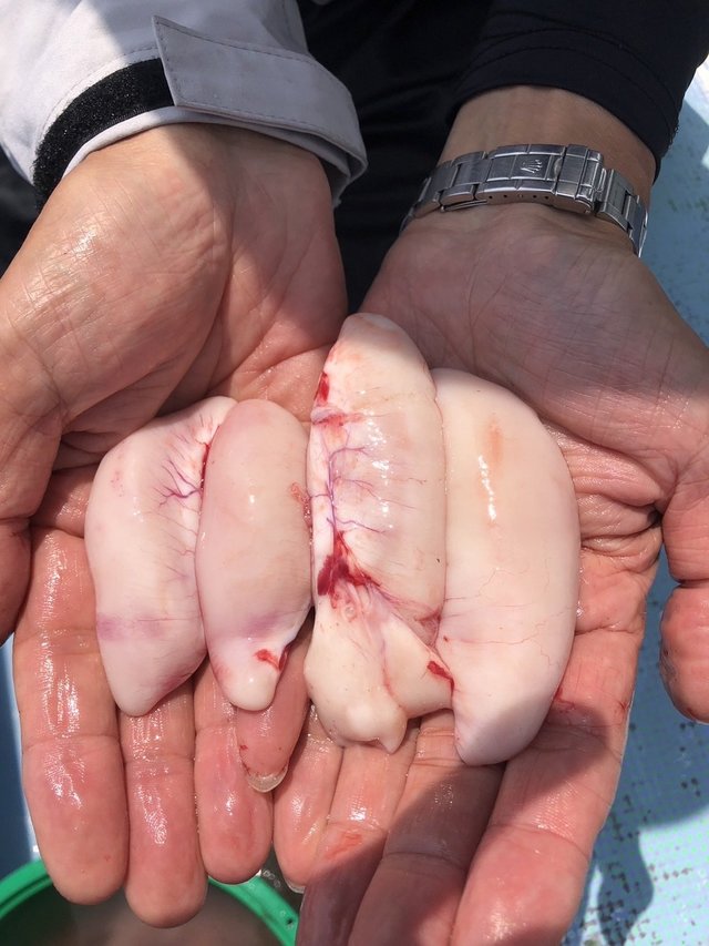 ショウサイフグ
