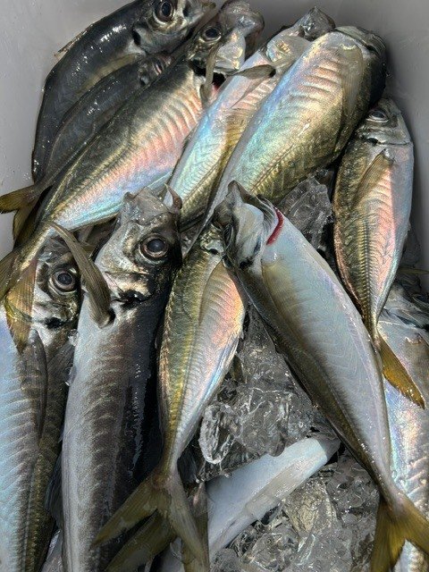 アジ(マアジ)