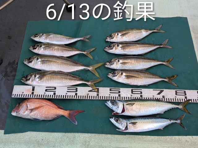マダイ・マアジ・マサバ