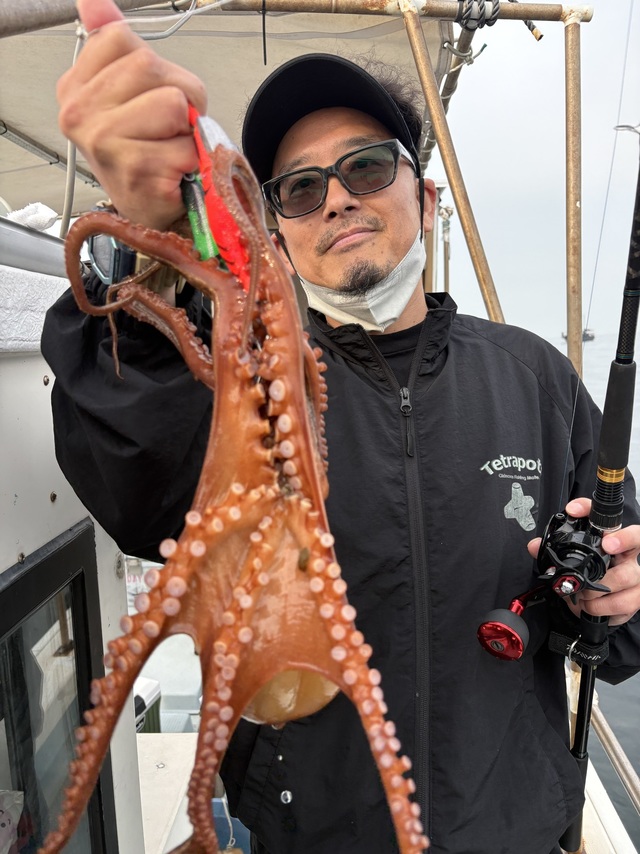 マダコ