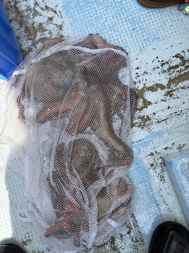 マダコ