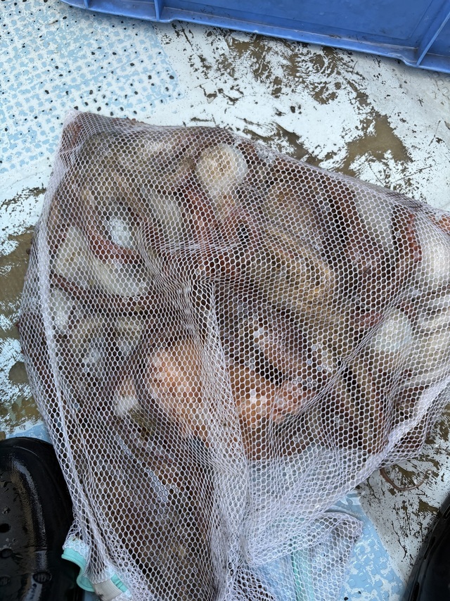 マダコ