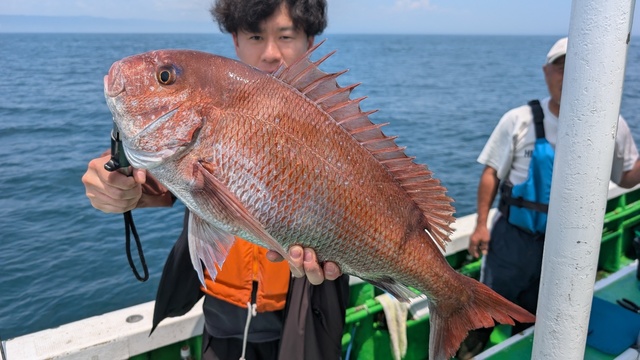 マダイ
