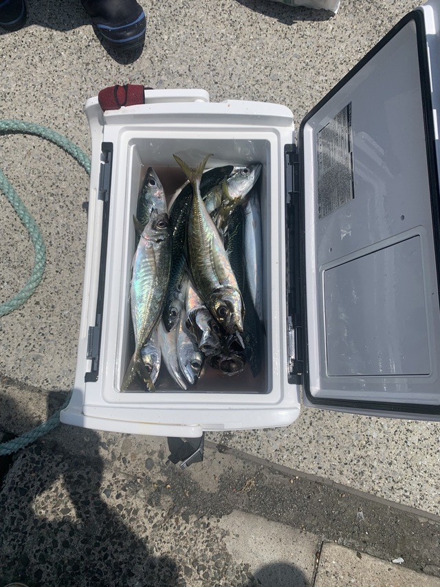 アジ(マアジ)