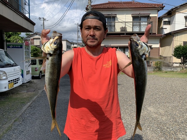 アジ(マアジ)