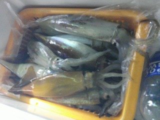 スルメイカ