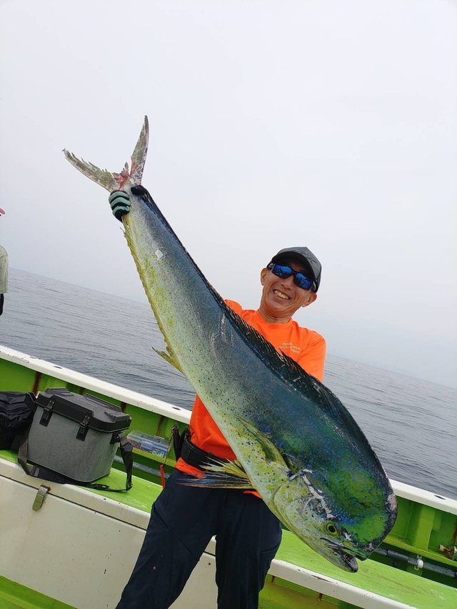シイラ