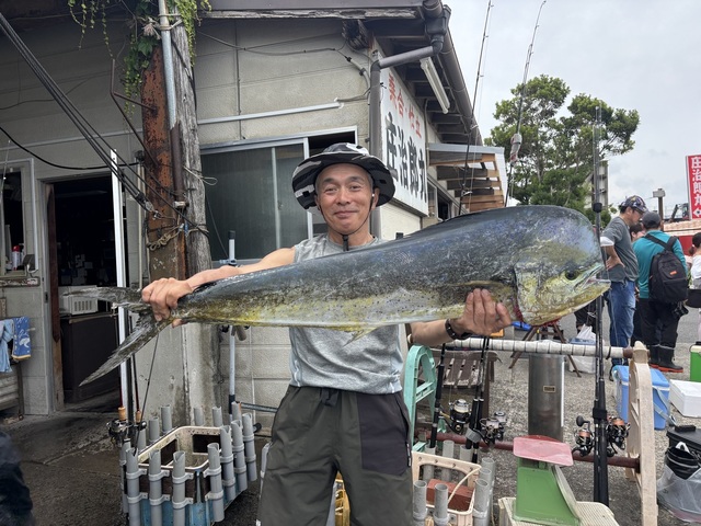 シイラ