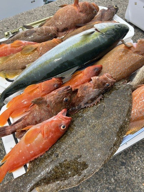 アカハタ・オオモンハタ・キジハタ・ワラサ(ブリ)・カサゴ・メバル・ヒラメ