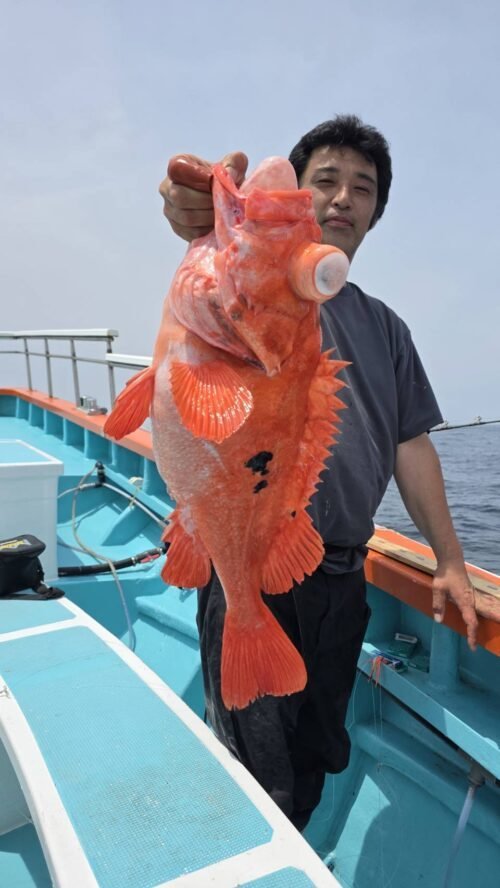 メヌケ(アコウダイ)