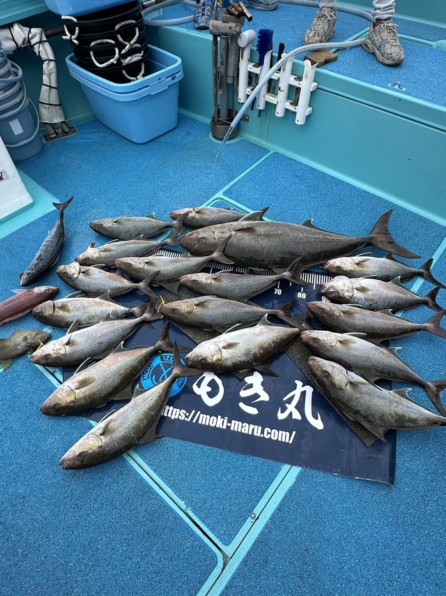 カンパチ