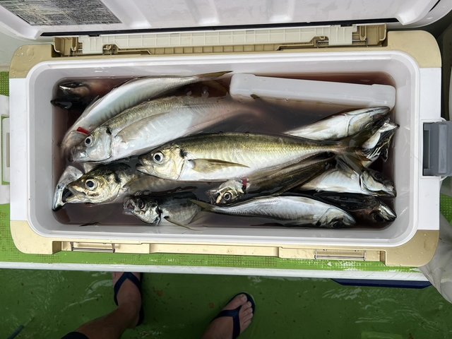 アジ(マアジ)