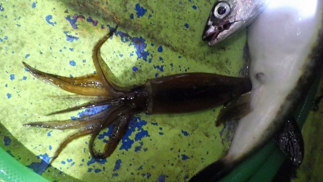 スルメイカ