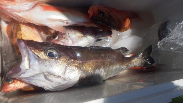 ホッケ・オキメバル(ウスメバル)