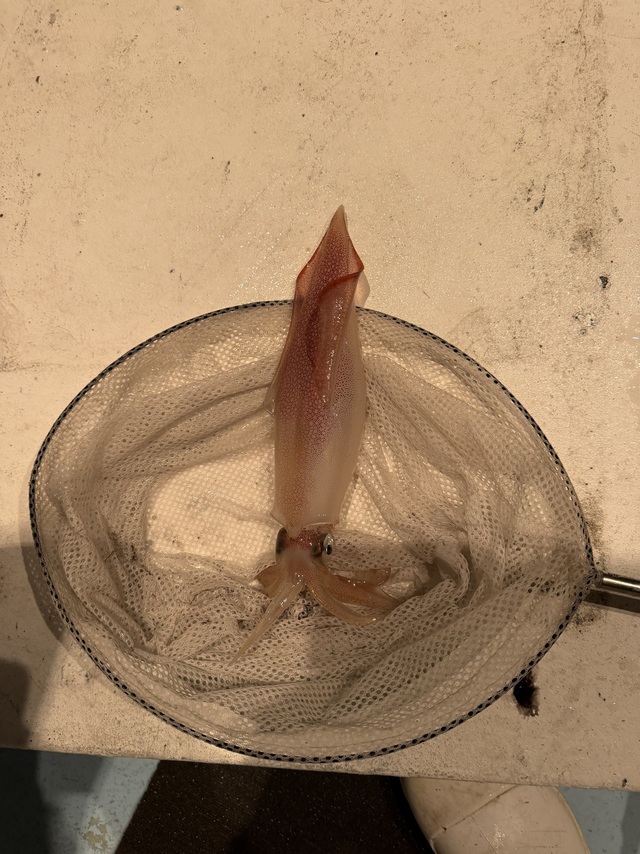 ケンサキイカ