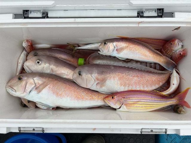 シロアマダイ
