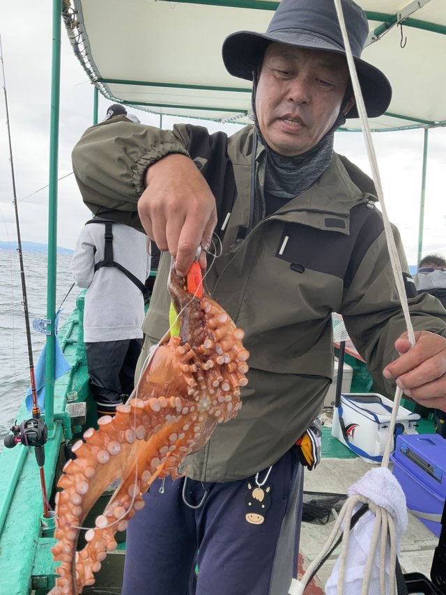 マダコ
