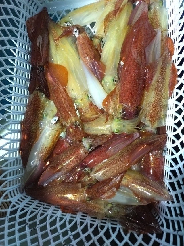 イカ(ケンサキイカ)