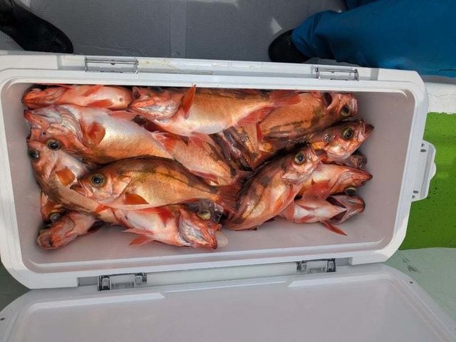 メバル