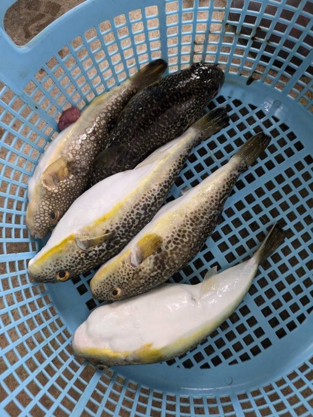 ショウサイフグ
