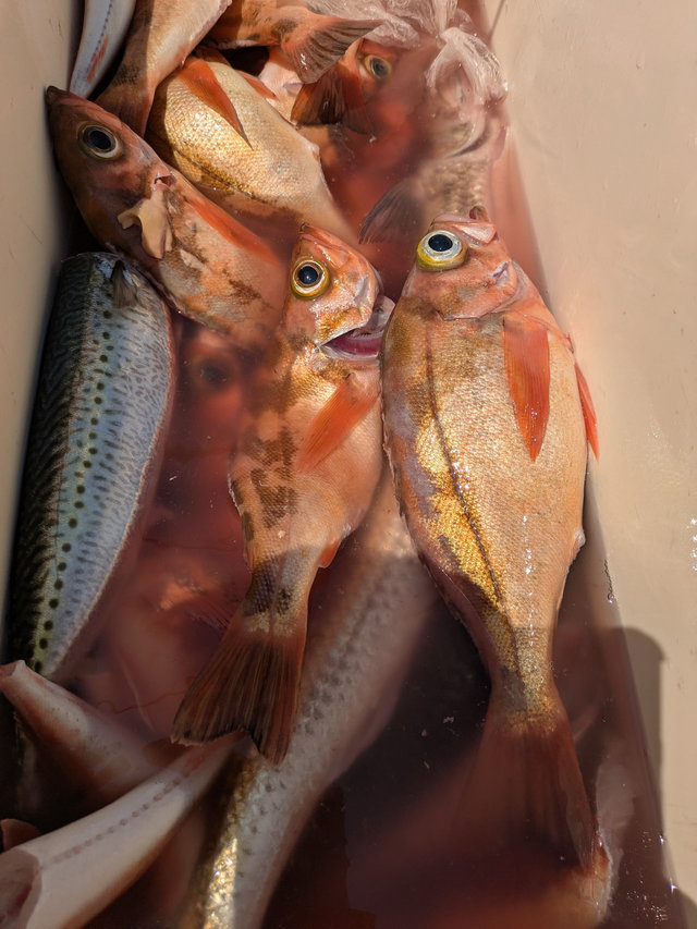 サバ(ゴマサバ)・メバル(ウスメバル)