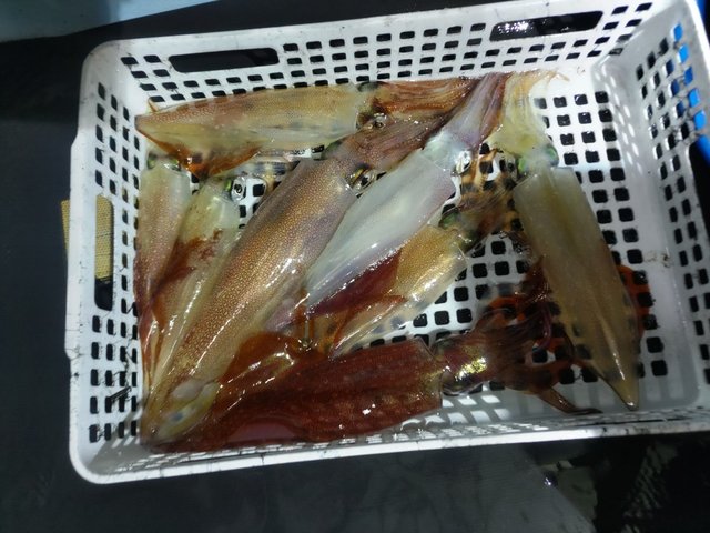ヤリイカ