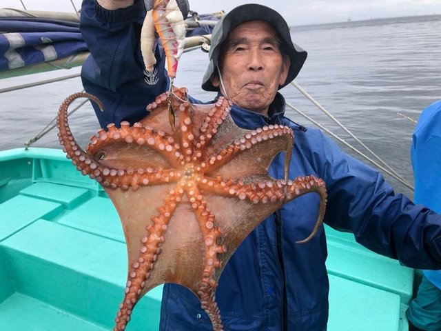 タコ(マダコ)