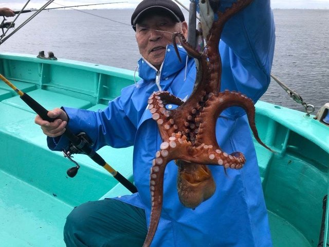 タコ(マダコ)