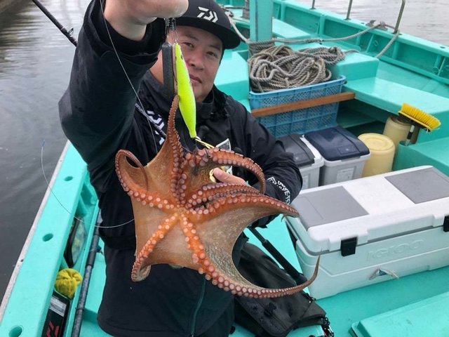 タコ(マダコ)