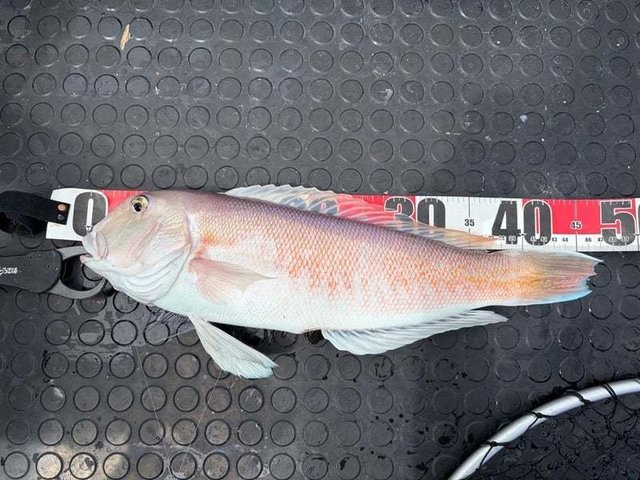 シロアマダイ