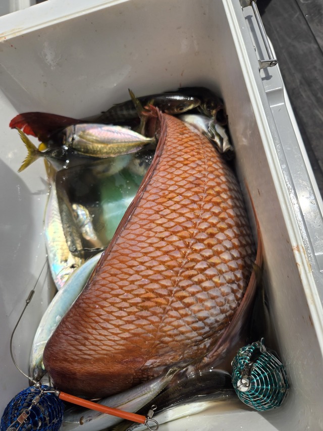 アジ(マアジ)