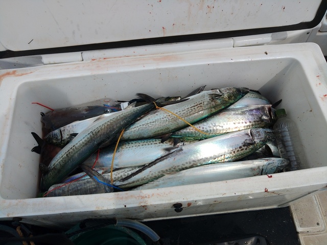 サワラの釣果写真