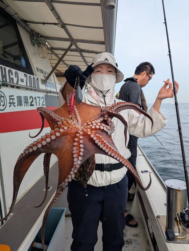 マダコ