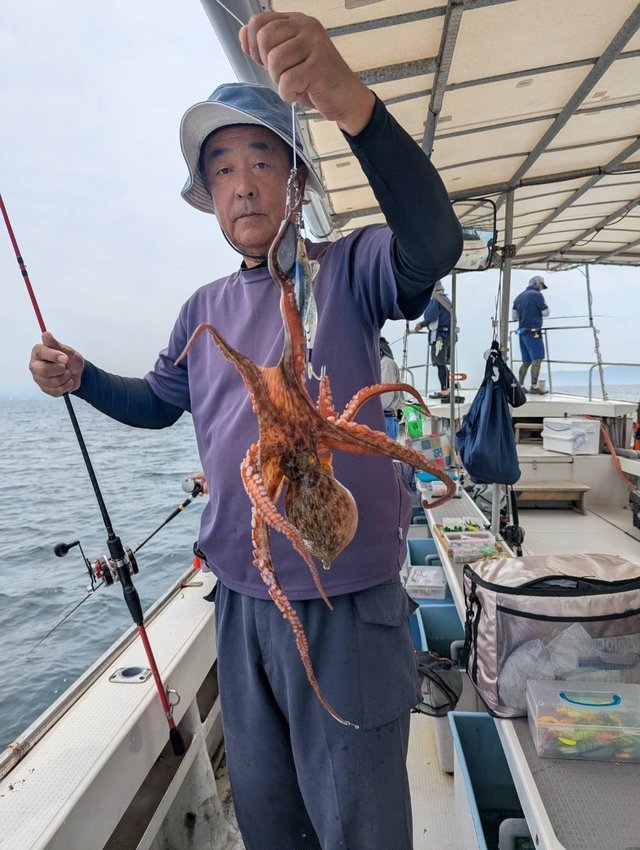 マダコ