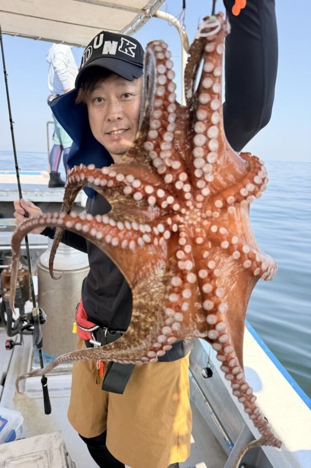 マダコ