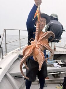 マダコ